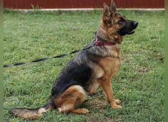 Roxan, 01.2024 geboren, 60cm sucht ihr Zuhause