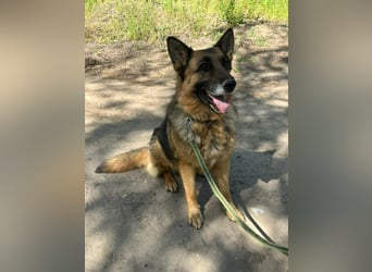 Rexi, ca. 4 Jahre, 60 cm, möchte sein Herz verschenken