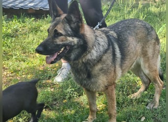 Ava, geboren 2018, 62cm sucht ihre Menschen