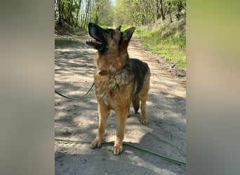 Rexi, ca. 4 Jahre, 60 cm, möchte sein Herz verschenken
