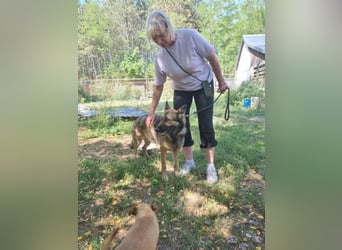 Ava, geboren 2018, 62cm sucht ihre Menschen