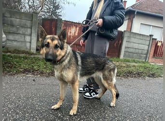 Lady, geboren 03.08.2024, 64cm sucht ihr Zuhause