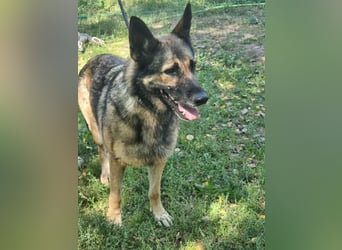 Ava, geboren 2018, 62cm sucht ihre Menschen