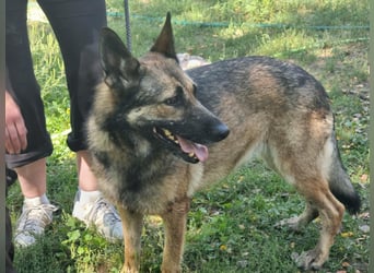 Ava, geboren 2018, 62cm sucht ihre Menschen