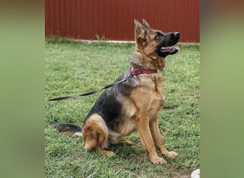 Roxan, 01.2024 geboren, 60cm sucht ihr Zuhause