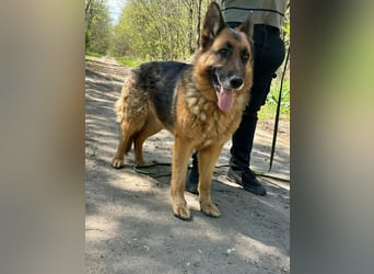 Rexi, ca. 4 Jahre, 60 cm, möchte sein Herz verschenken