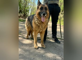 Rexi, ca. 4 Jahre, 60 cm, möchte sein Herz verschenken
