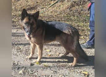 Rexi, 4 Jahre, 60cm sucht seine Menschen