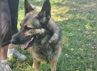 Ava, geboren 2018, 62cm sucht ihre Menschen