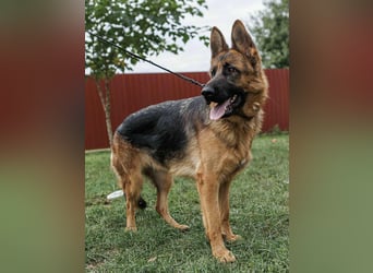 Roxan, 01.2024 geboren, 60cm sucht ihr Zuhause