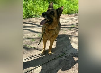 Rexi, ca. 4 Jahre, 60 cm, möchte sein Herz verschenken
