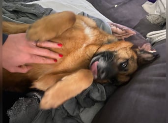 Schäferhündin Doro sucht aktive, konsequente Menschen