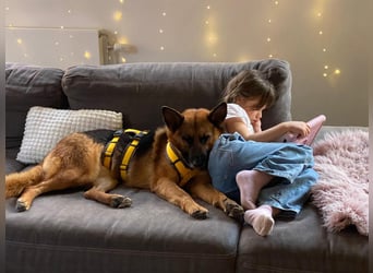 Schäferhündin Doro sucht aktive, konsequente Menschen