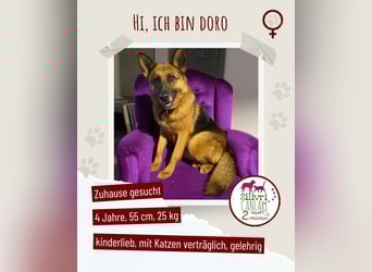Schäferhündin Doro sucht aktive, konsequente Menschen
