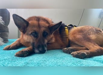 Schäferhündin Doro sucht aktive, konsequente Menschen