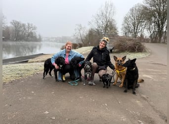 Schäferhündin Doro sucht aktive, konsequente Menschen