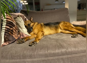 Schäferhündin Doro sucht aktive, konsequente Menschen