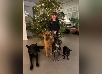 Schäferhündin Doro sucht aktive, konsequente Menschen