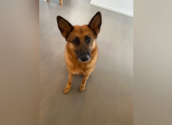 Schäferhündin Doro sucht aktive, konsequente Menschen