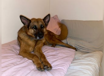 Schäferhündin Doro sucht aktive, konsequente Menschen