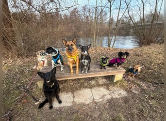 Schäferhündin Doro sucht aktive, konsequente Menschen