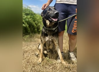 Sehr liebenswürdiger Schäfi Mix, 3Jahre, kastriert