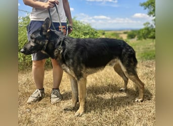Sehr liebenswürdiger Schäfi Mix, 3Jahre, kastriert