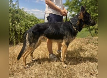 Sehr liebenswürdiger Schäfi Mix, 3Jahre, kastriert
