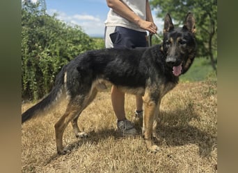 Sehr liebenswürdiger Schäfi Mix, 3Jahre, kastriert