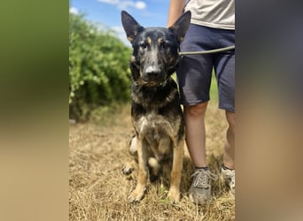 Sehr liebenswürdiger Schäfi Mix, 3Jahre, kastriert