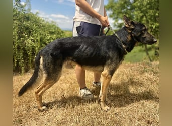 Sehr liebenswürdiger Schäfi Mix, 3Jahre, kastriert