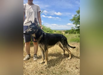 Sehr liebenswürdiger Schäfi Mix, 3Jahre, kastriert
