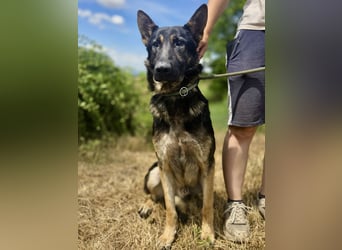 Sehr liebenswürdiger Schäfi Mix, 3Jahre, kastriert