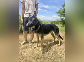 Sehr liebenswürdiger Schäfi Mix, 3Jahre, kastriert