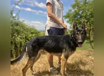 Sehr liebenswürdiger Schäfi Mix, 3Jahre, kastriert