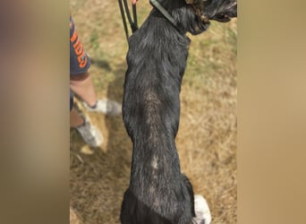 Sehr liebenswürdiger Schäfi Mix, 3Jahre, kastriert