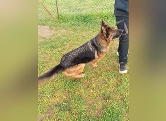 Marvel sucht ihren Menschen