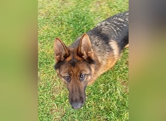 Marvel sucht ihren Menschen