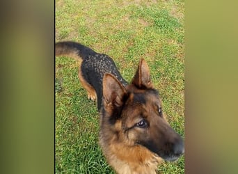 Marvel sucht ihren Menschen