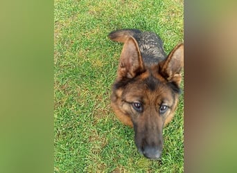 Marvel sucht ihren Menschen