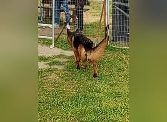 Marvel sucht ihren Menschen