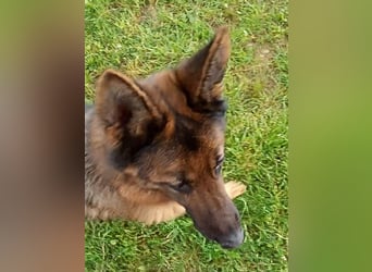 Marvel sucht ihren Menschen