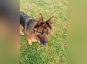 Marvel sucht ihren Menschen