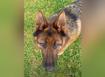 Marvel sucht ihren Menschen