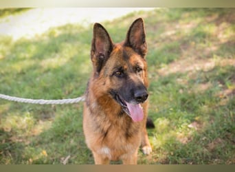 Chip 153144 - Schäderhundfans aufgepasst.....hier kommt sie und sucht Euch
