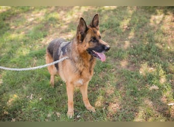 Chip 153144 - Schäderhundfans aufgepasst.....hier kommt sie und sucht Euch
