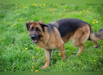 FLORA - wer möchte mit mir knuddeln, spielen, lernen + mir ein tolles Zuhause schenken?