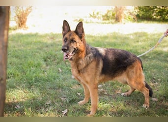 Chip 153144 - Schäderhundfans aufgepasst.....hier kommt sie und sucht Euch