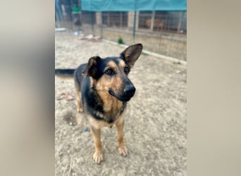 FRED - der hübsche junge Mann ist noch etwas skeptisch und sucht geduldige Menschen, gerne mit Hund