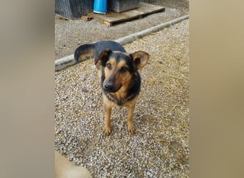 FRED - der hübsche junge Mann ist noch etwas skeptisch und sucht geduldige Menschen, gerne mit Hund